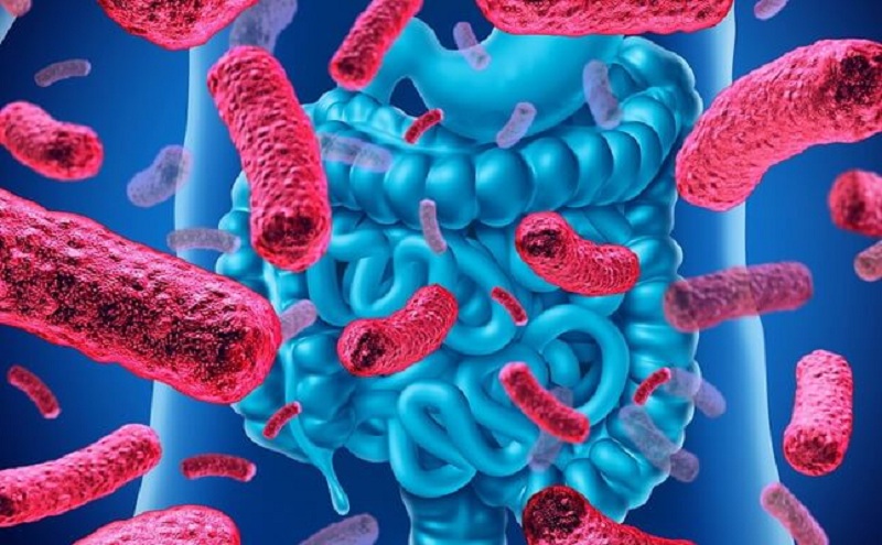 Hỗ trợ điều trị các bệnh về tiêu hóa