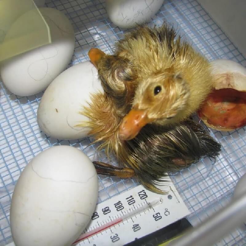 Nên cho vịt con ăn bột ngô, cám gạo