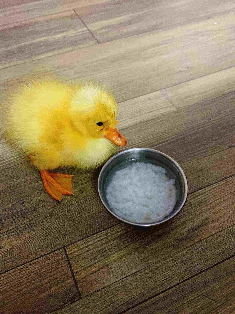 Vịt con trong giai đoạn từ 11 - 16 ngày tuổi