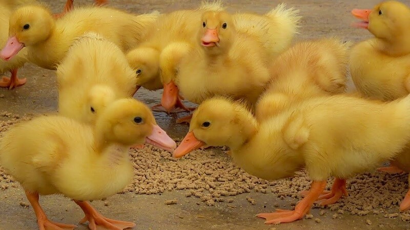 Vịt con đã có thể ăn thức ăn dạng thô