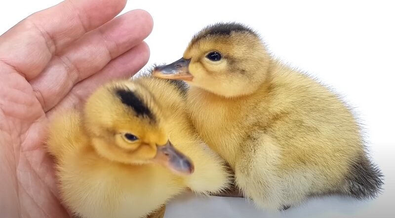 Cần cho vịt con ăn nhiều rau xanh