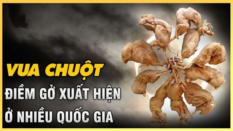 Những con chuột bị dính đuôi lại với nhau