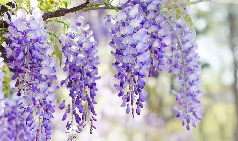 Wisteria là tên gọi khác của hoa Tử Đằng