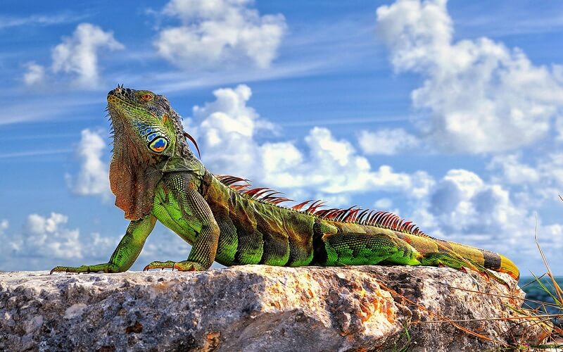 Chế độ dinh dưỡng của kỳ nhông phụ thuộc vào từng giai đoạn