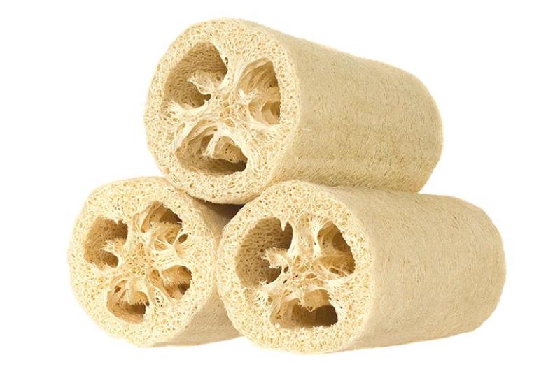 Xơ mướp khía được thu hoạch khi vỏ màu vàng