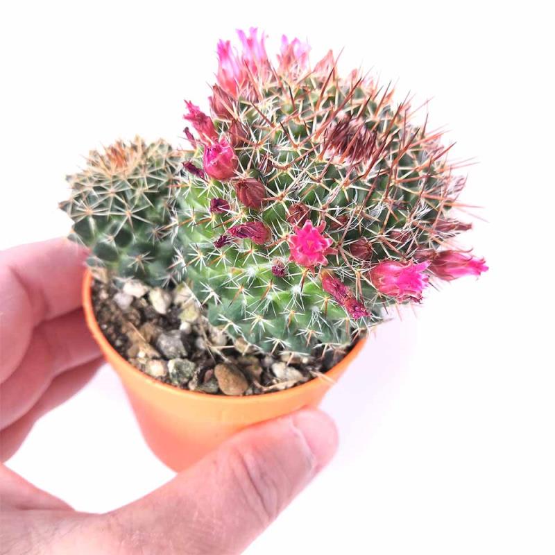 Xương rồng nở hoa rất đẹp