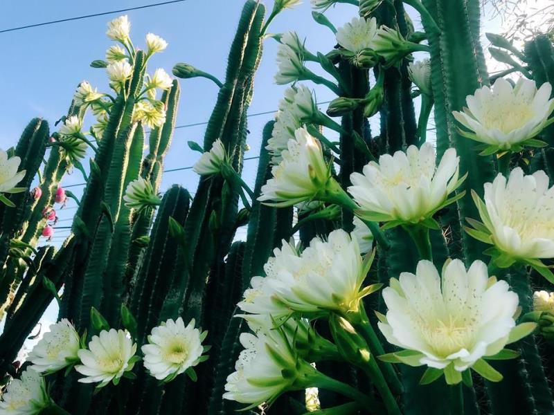 Giải mã xương rồng nở hoa là điềm gì