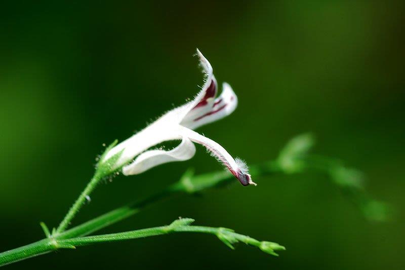 Giải đáp thắc mắc Xuyên tâm liên là gì