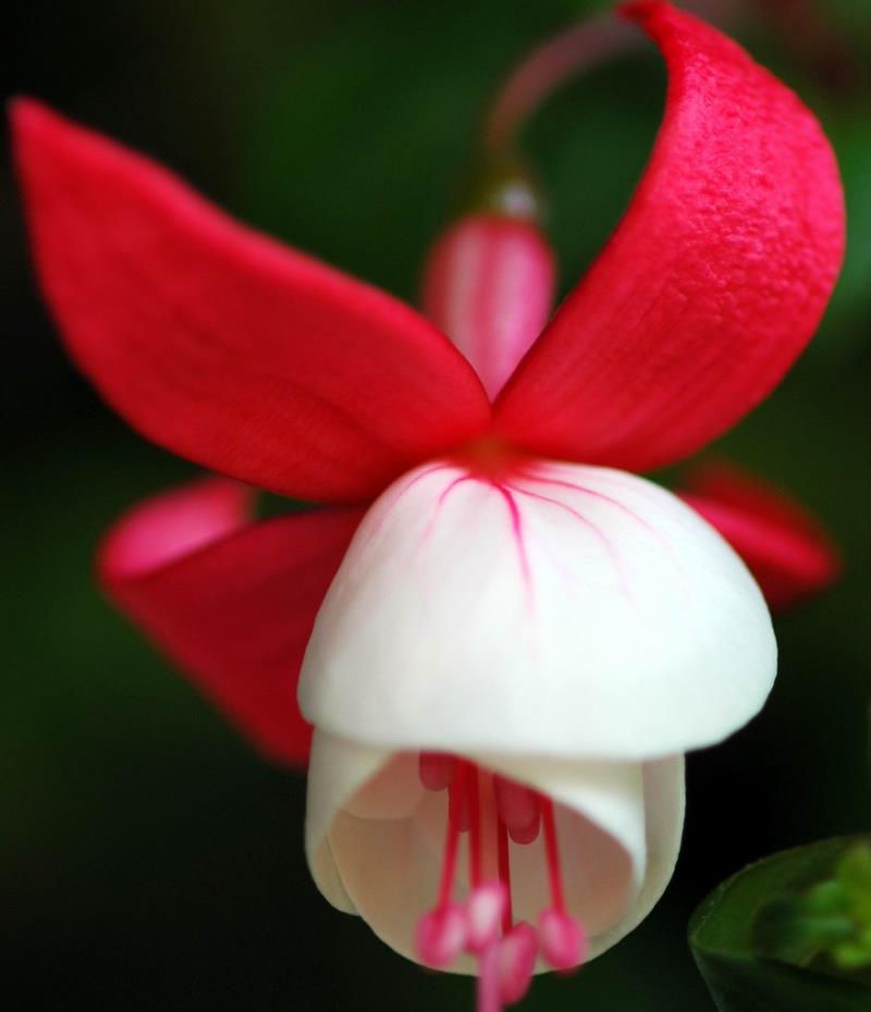 Hoa lồng đèn có nhiều ý nghĩa khác nhau