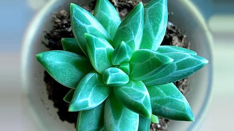 Sen đá sẽ mang đến lộc vận và may mắn