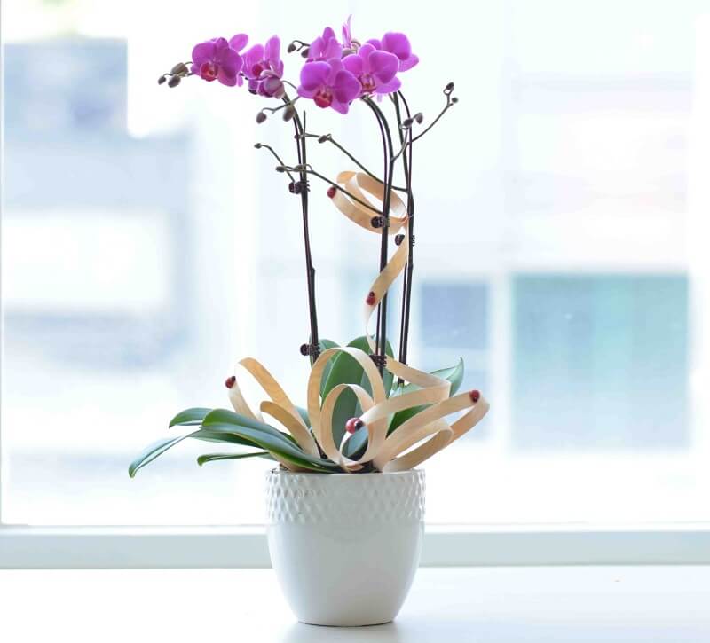 Ý nghĩa cây hoa lan