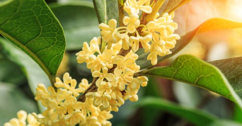 Ý nghĩa của mộc hương