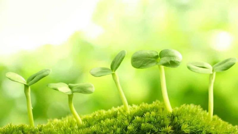 Quang hợp ở thực vật và ý nghĩa của quá trình này