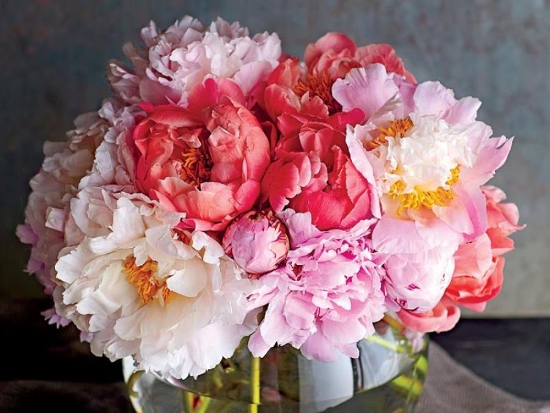 Hoa mẫu đơn là loài hoa đẹp và rực rỡ