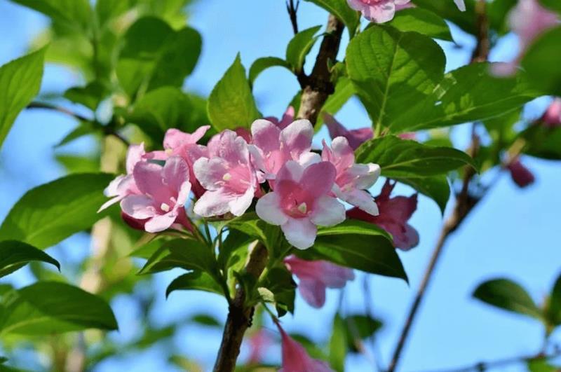 Hoa nhài màu hồng thể hiện cho tình yêu lãng mạn