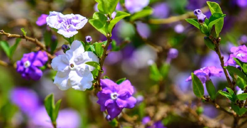 Ý nghĩa hoa nhài trong văn hóa các nước