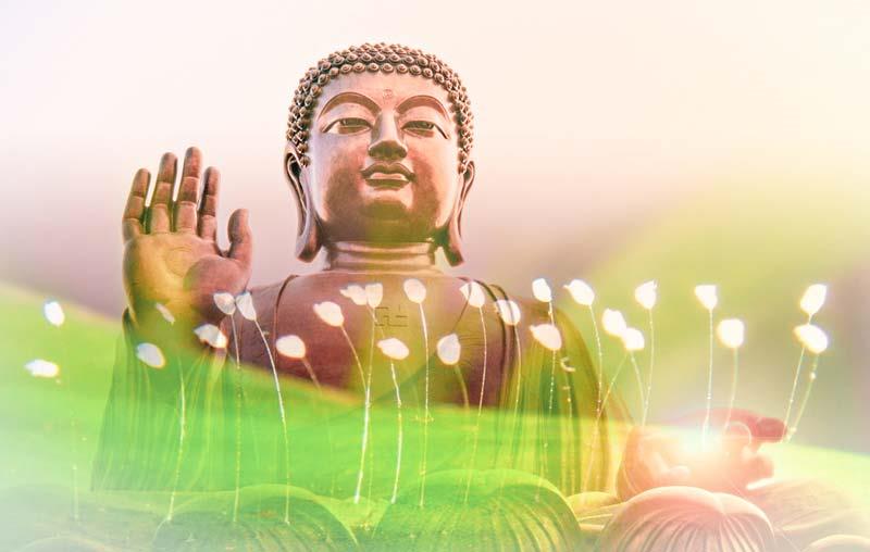 Hoa ưu đàm nở mang ý nghĩa thiêng liêng