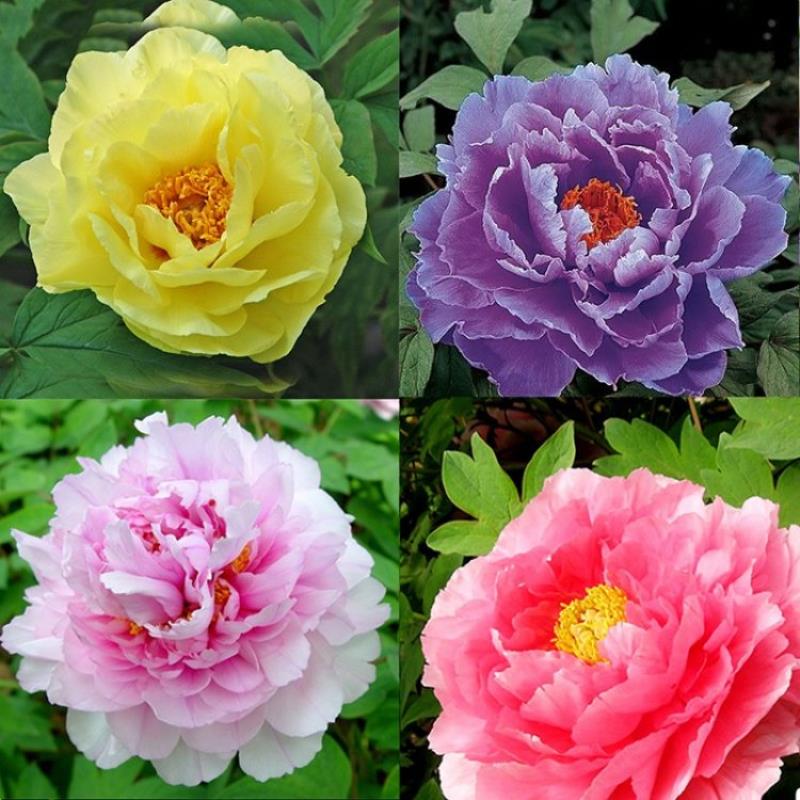 Ý nghĩa của hoa mẫu đơn trong phong thủy