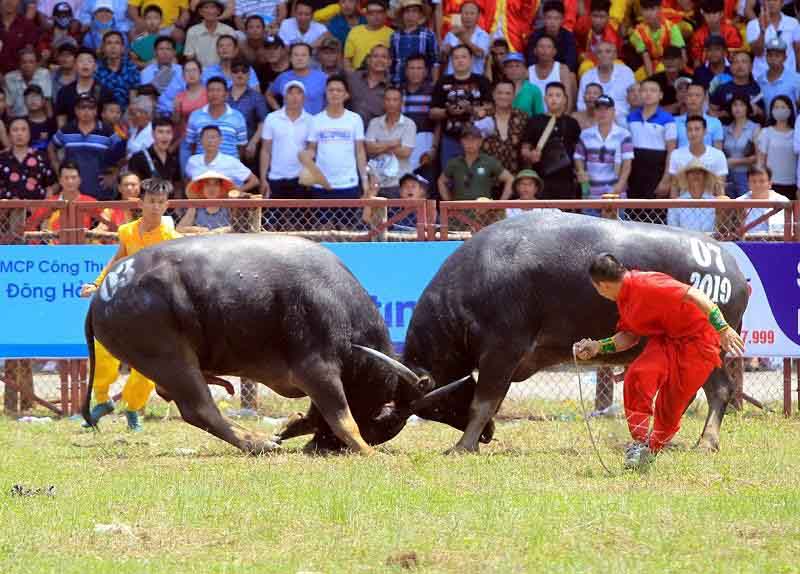 con trâu gắn liền với những lễ hội