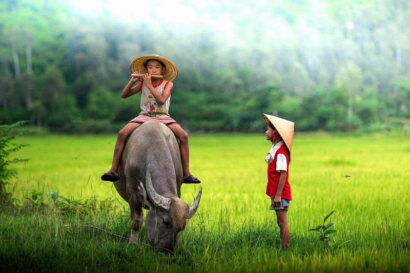 con trâu là con vật quen thuộc với người dân Việt Nam