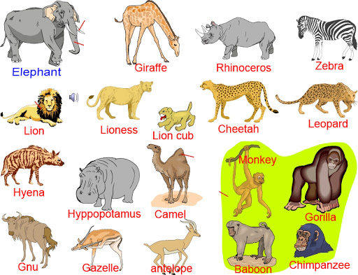 Một số từ vựng tiếng Anh tên các con vật