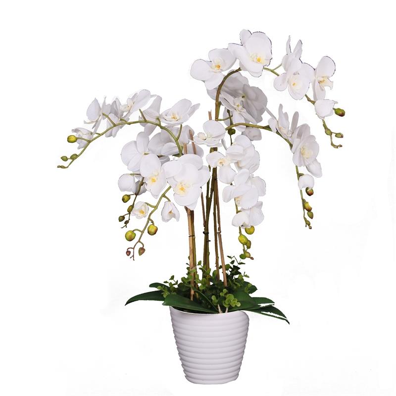 Hoa lan màu trắng Hoa lan màu trắng