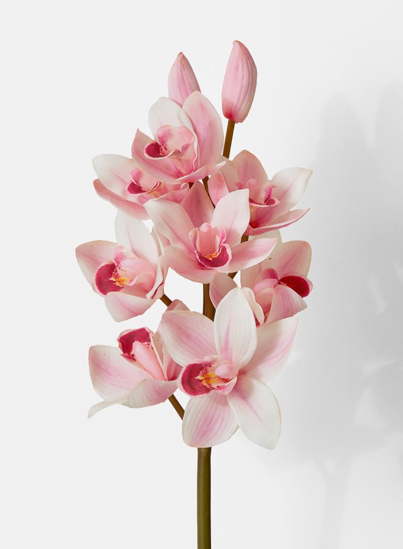 Hoa lan màu hồng Hoa lan màu hồng