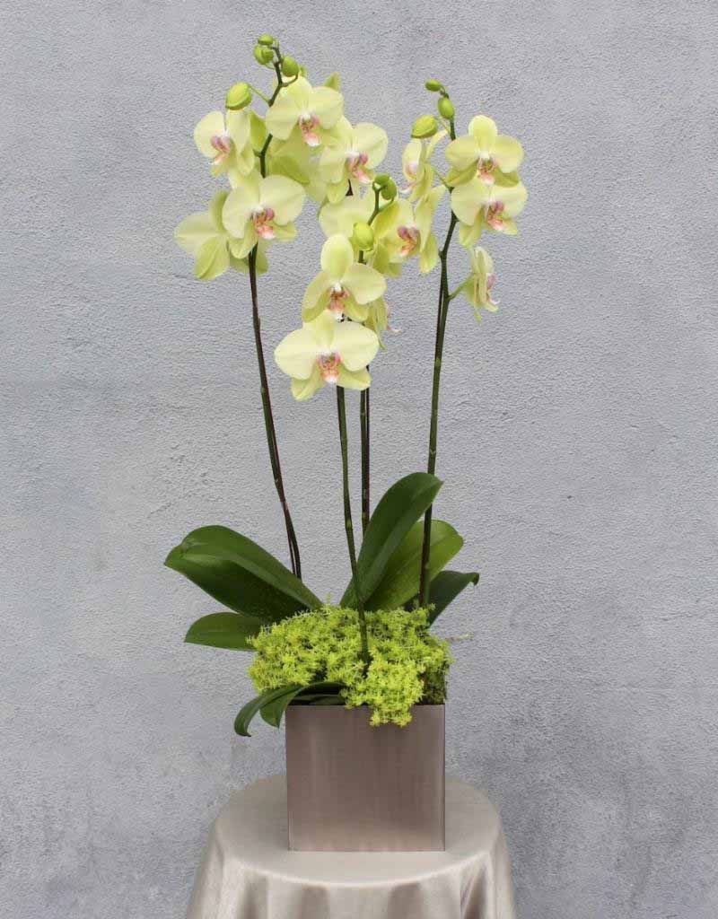 Hoa lan màu xanh lá Hoa lan màu xanh lá