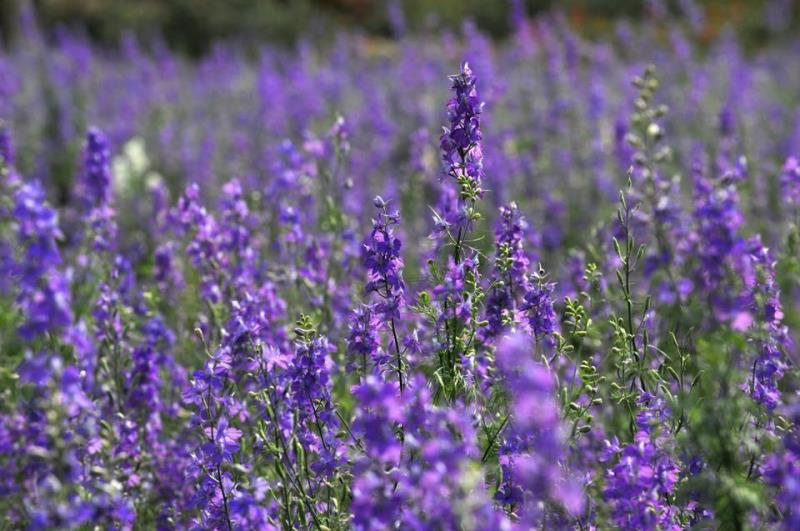 Hoa violet Hoa violet