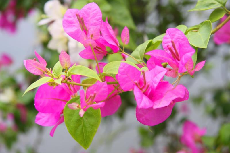 Hoa giấy Hoa giấy