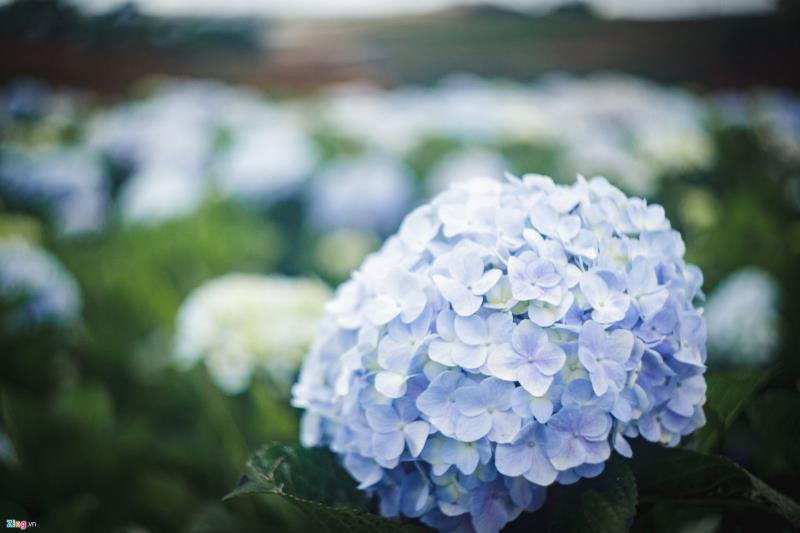 Hoa cẩm tú cầu Hoa cẩm tú cầu