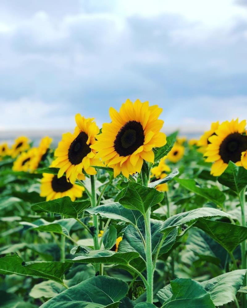 Hoa hướng dương Hoa hướng dương