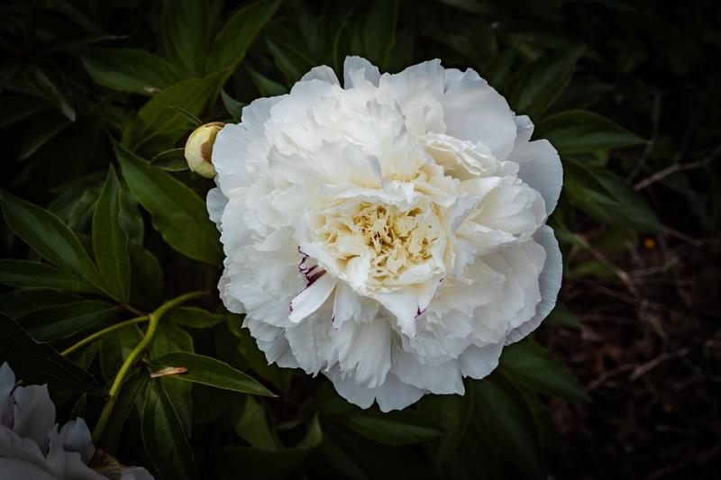 Hoa mẫu đơn Hoa mẫu đơn