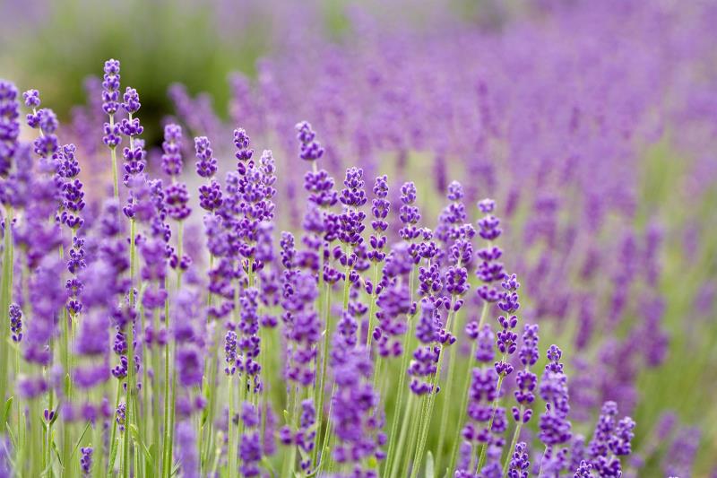 Hoa oải hương Hoa oải hương