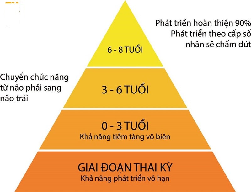 Các giai đoạn trong giáo dục sớm
