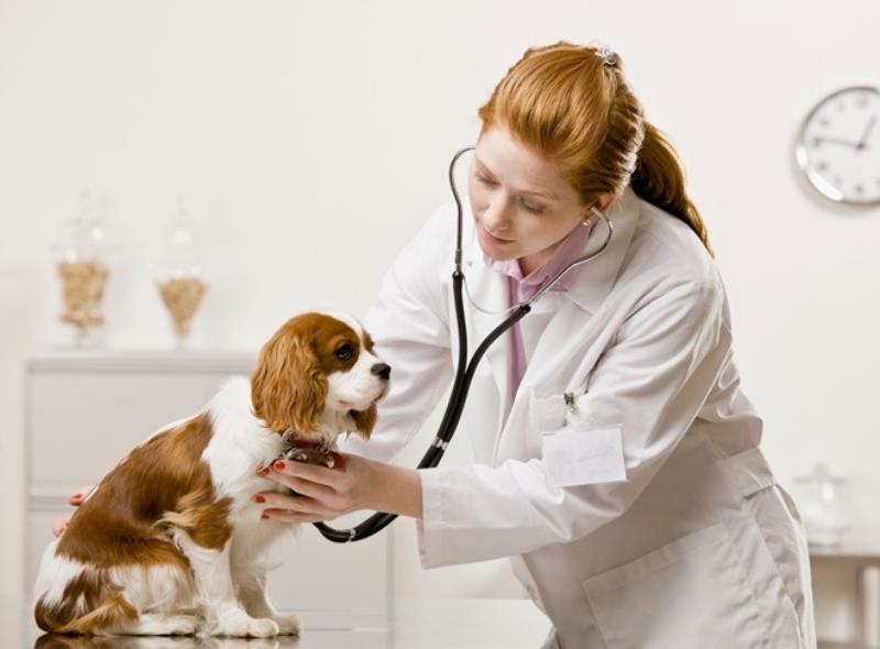 Bác sĩ thú y tiếng Anh là gì? Khám phá công việc của họ