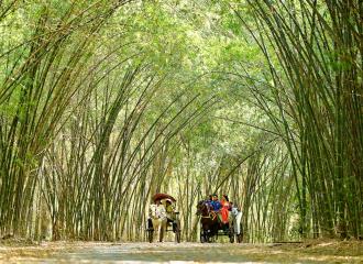 thuyết minh về cây tre