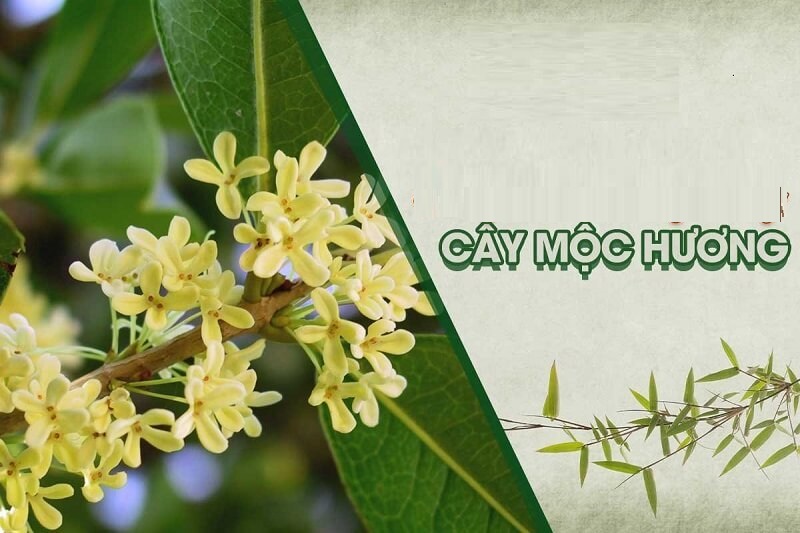 Cây mộc hương là gì