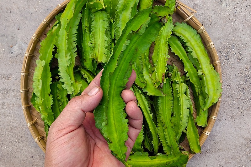 đậu rồng ăn có tác dụng gì