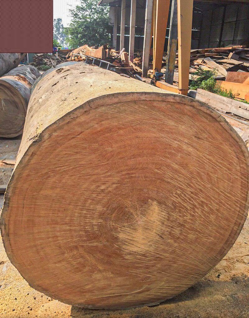 Gỗ gõ đỏ là gỗ gì? Giá trị của loài gỗ này thể hiện thế nào?