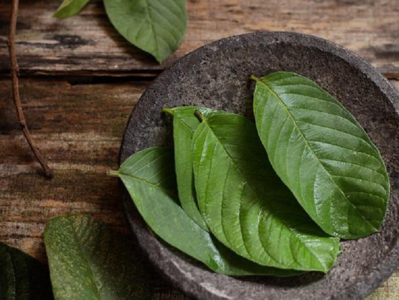 lá ổi có công dụng gì