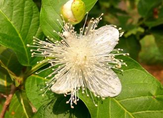 Phân tích bài thơ Sang Thu