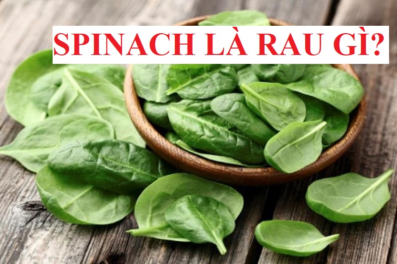 Spinach là rau gì? Chế biến rau Spinach đúng cách bạn đã rõ?