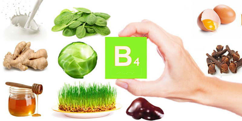 Vai trò của vitamin B4 trong cơ thể là gì?
