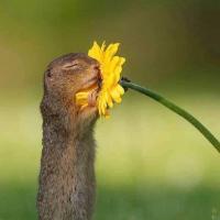 Nguyễn Hồng Vân