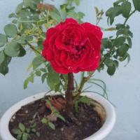 Nguyễn Ngọc Bích