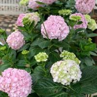 Võ Thị Cẩm Viên